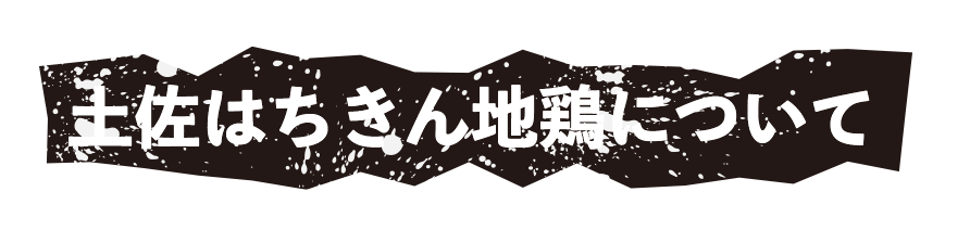 土佐はちきん地鶏について